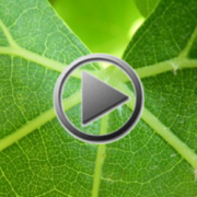 L’homme et l’humus partie I – Le compostage de nos vignes à Beauregard